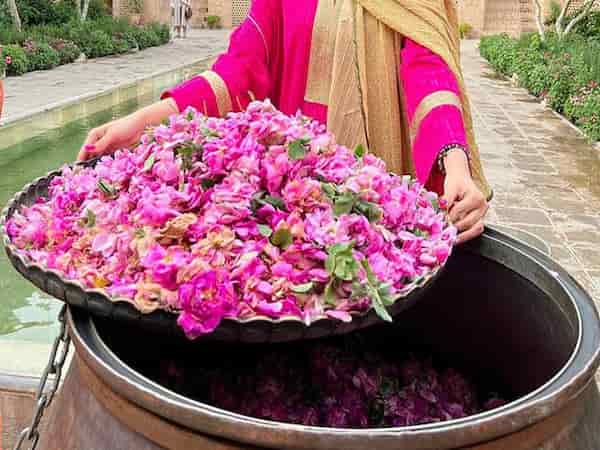 تصویر 1 از فروش گل محمدی کوهی + قیمت خرید به صرفه